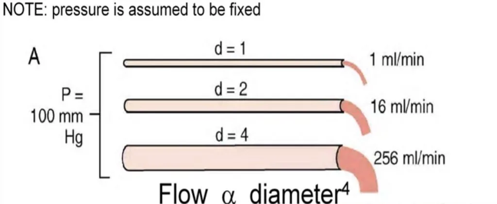 Hemodynamics: Poiseuille’s Law