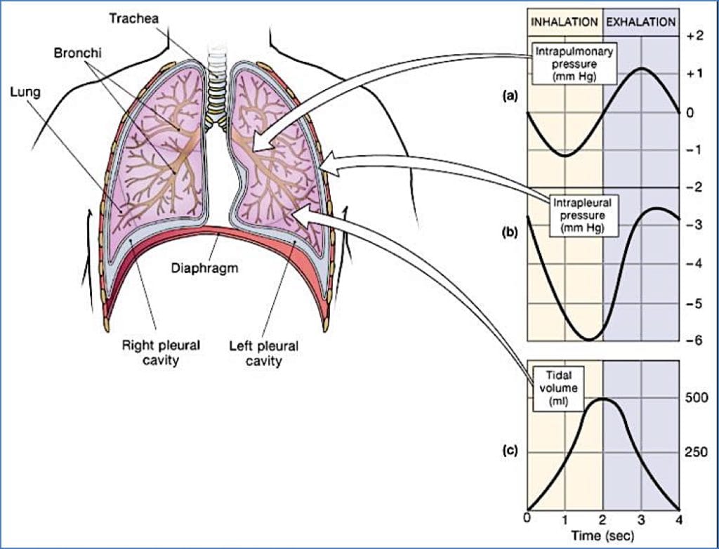 Pressure Changes During Breathing