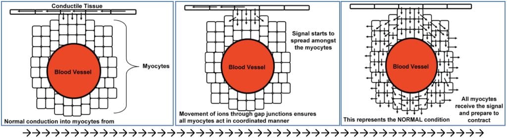 Normal myocyte conduction pathways