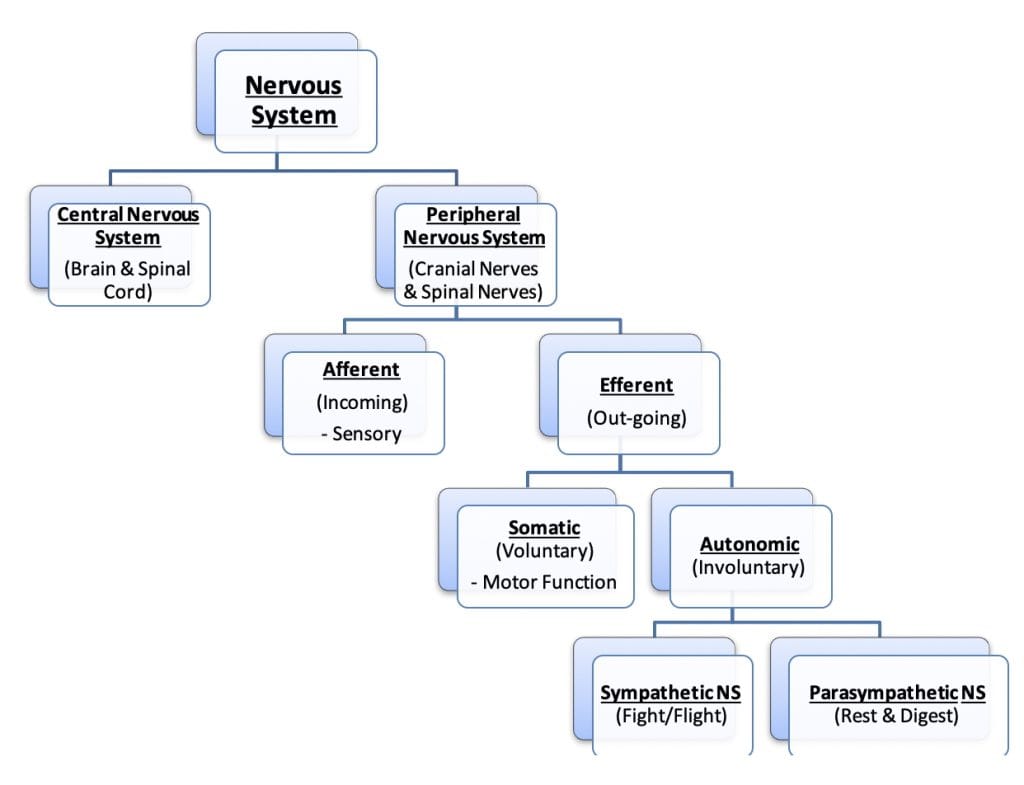 Nervous System Overview