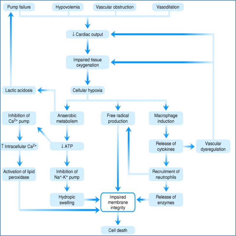 Shock-Induced Cell Death Pathways