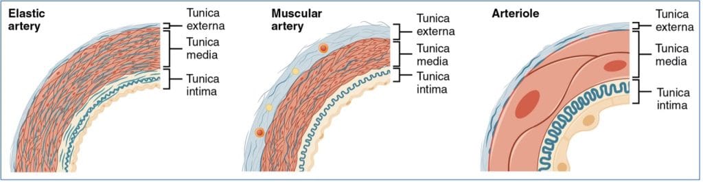 The 3 types of arteries in the arterial system
