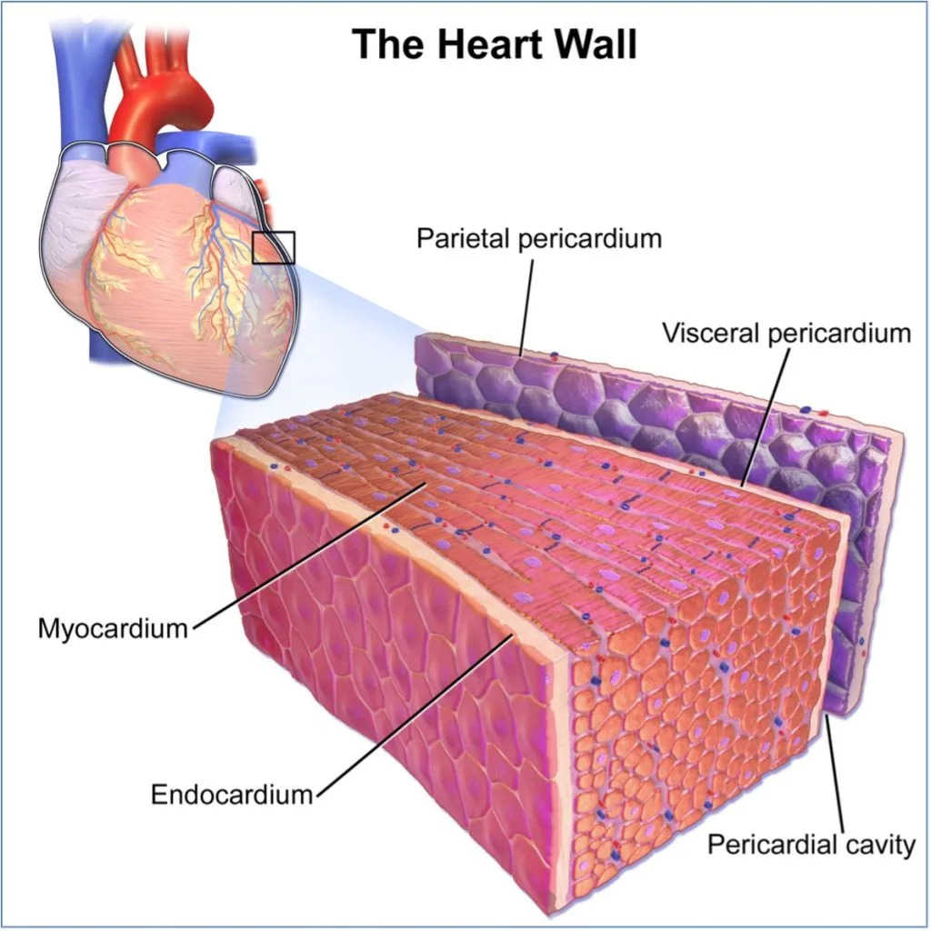Layers of the Heart Wall