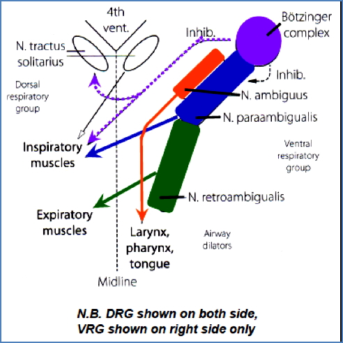 Ventral Respiratory Group - Controller of Breathing