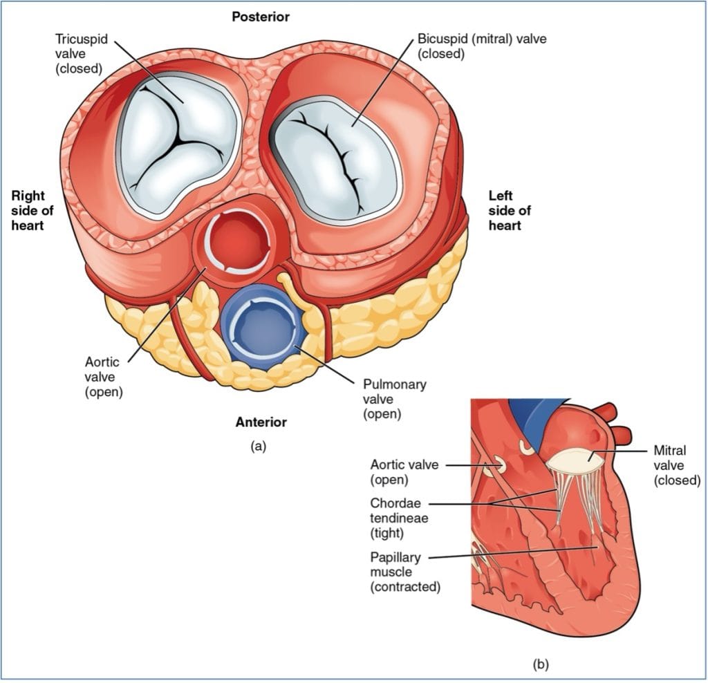 Valve Positions During Ventricular Contraction