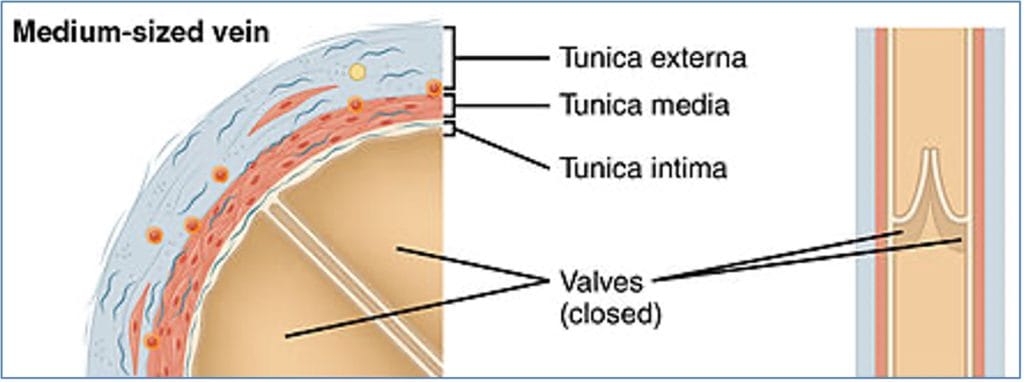 Vein Walls & Valves
