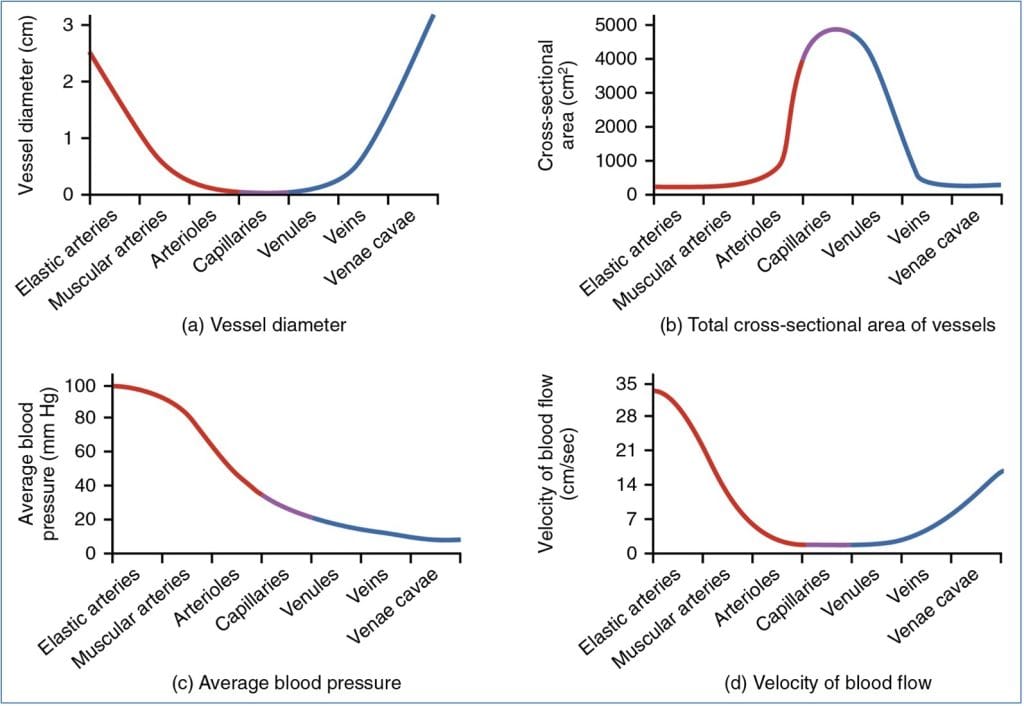 Relationships Between Vessel Diameter, Cross Sectional Area, Local Blood Pressure & Velocity of Flow