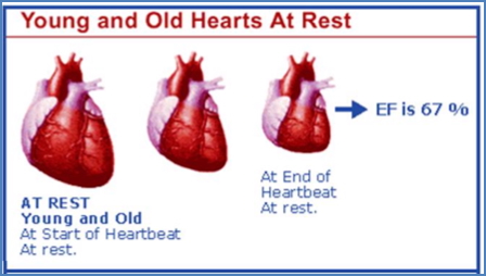 Young vs old hearts at rest