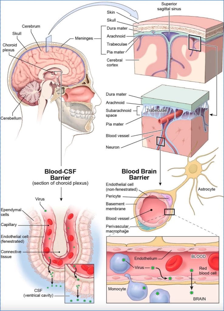 blood brain barrier