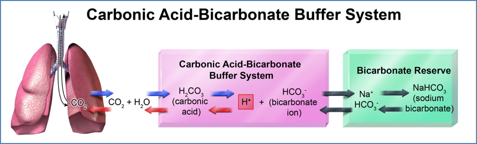 Body Acid-Base Balance: carbonic acid buffer