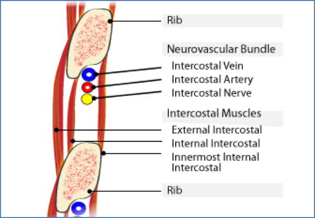 Costal Nerve Artery and vein