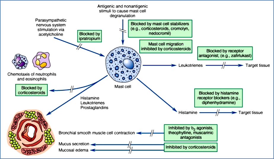 Treatments for Airway hypersensitivity and Asthma