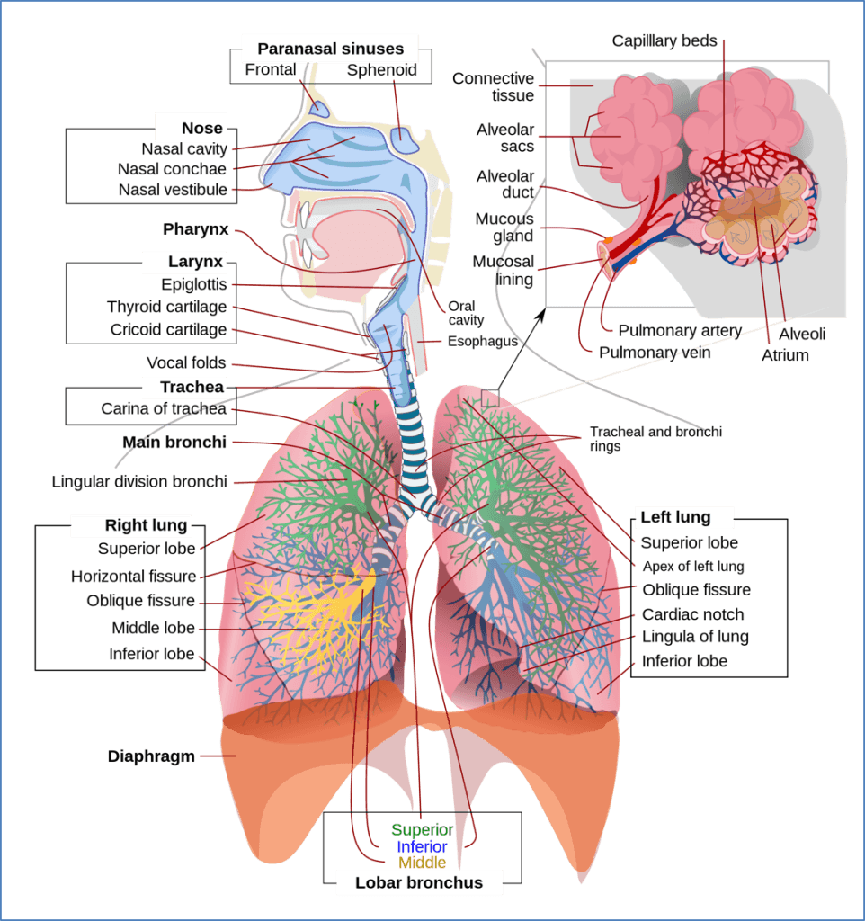Lower Airways Anatomy