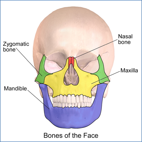 Facial Bones