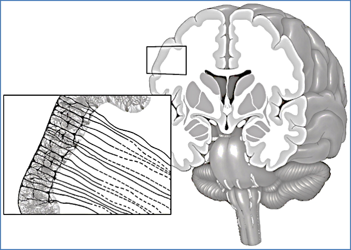 gray matter, white matter