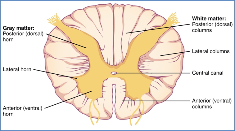 gray matter, white matter