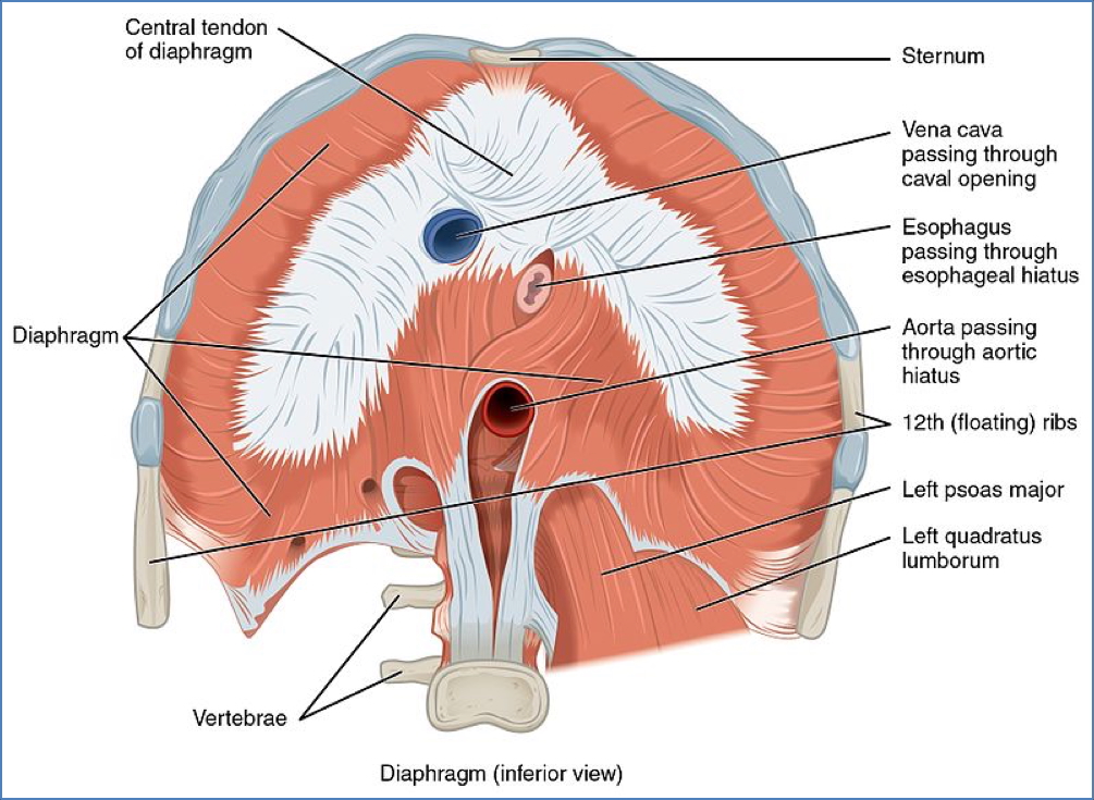 Inferior Diaphragm - Thoracic anatomy
