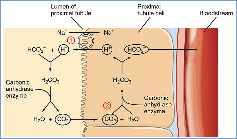 Body Acid-Base Balance: pH Regulation - Kidneys
