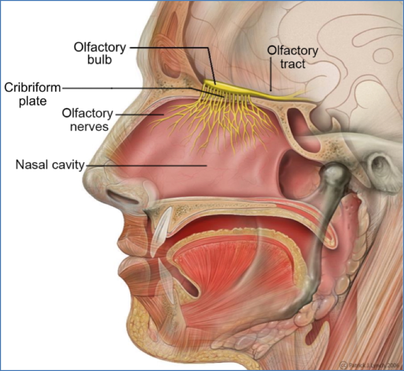 Upper airway anatomy - nasal cavity