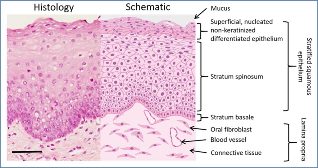 airway mucosa - pharynx histology