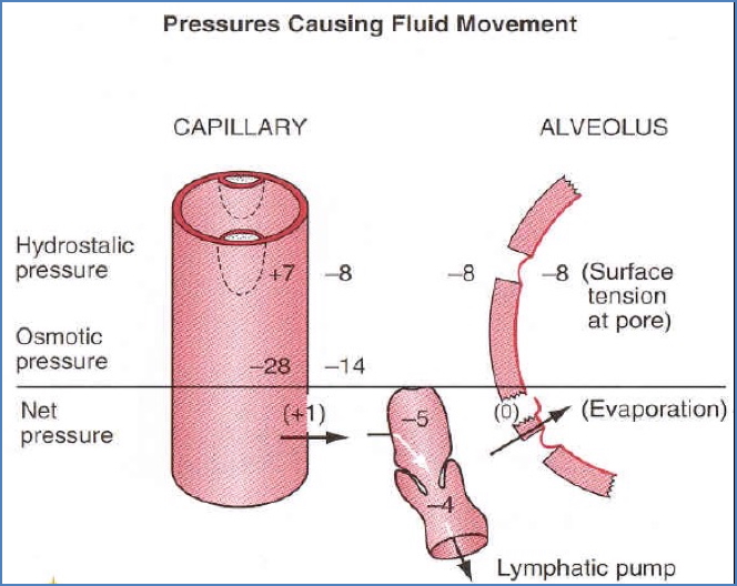 Pressures causing fluid movement