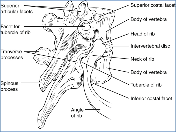 Rib articulations
