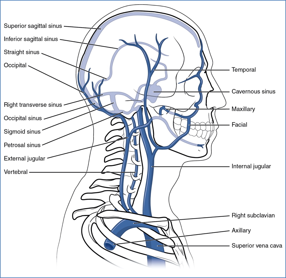 sigmoid sinuses - cerebral blood supply