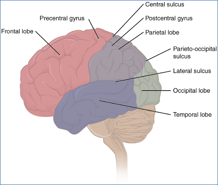 Brain surface anatomy - Dorsal landmarks