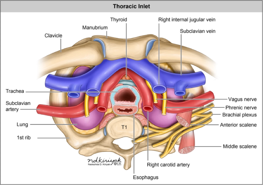 thoracic inlet