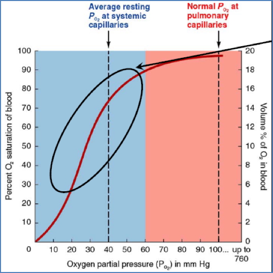 Haemoglobin-Dissociation Curve: Unloading Zone