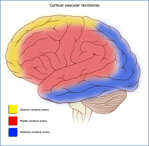 Cerebral Blood Supply - vascular territories