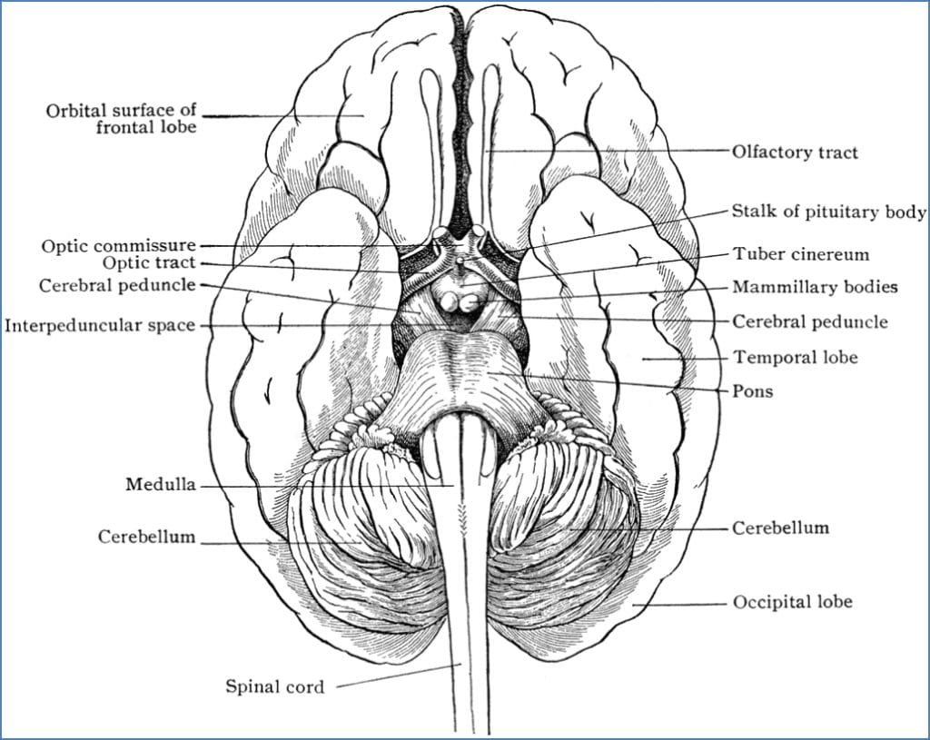 Brain surface anatomy - ventral landmarks