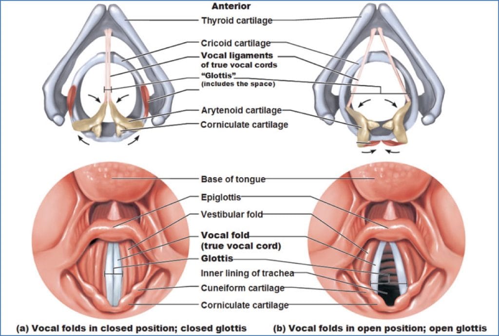vocal ligaments