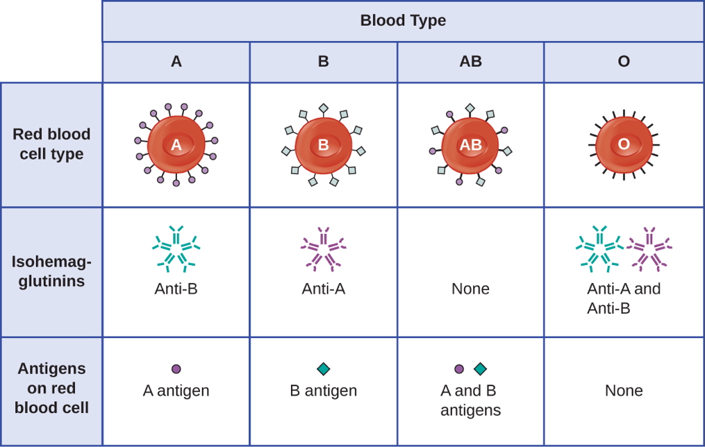 Blood Group Compatibility | Haematology | MedStudentNotes