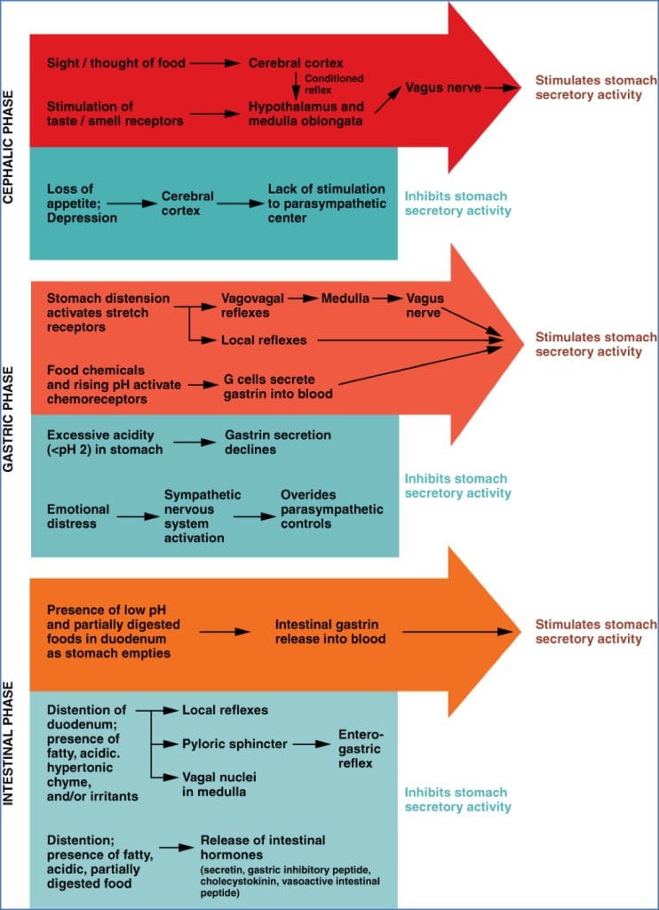 3 Phases of Gastric Acid Secretion