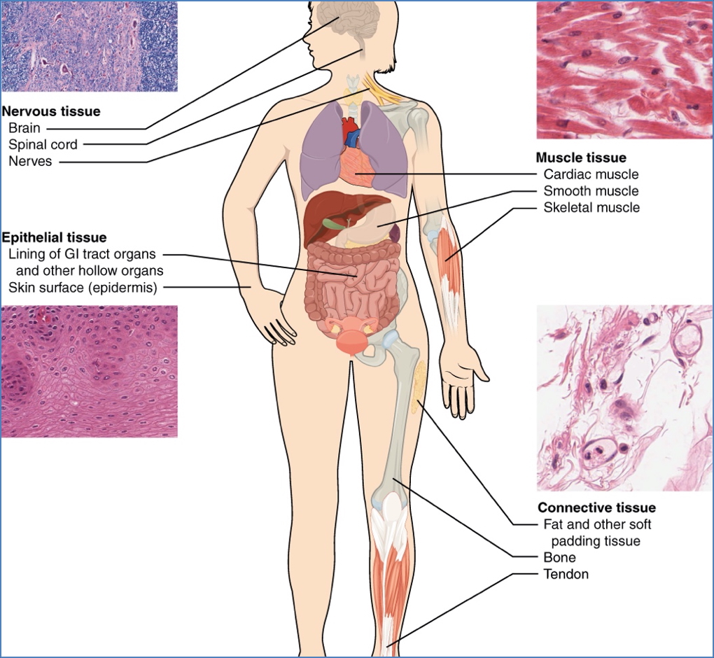 5 levels of organization: 3. The Tissue Level