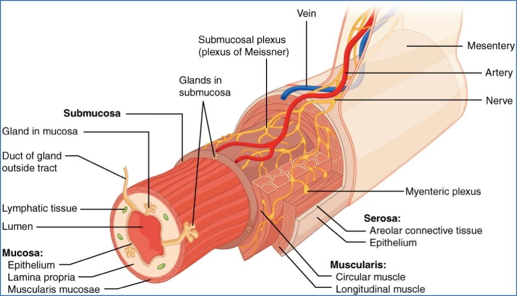4 Layers of gastrointestinal system Lining