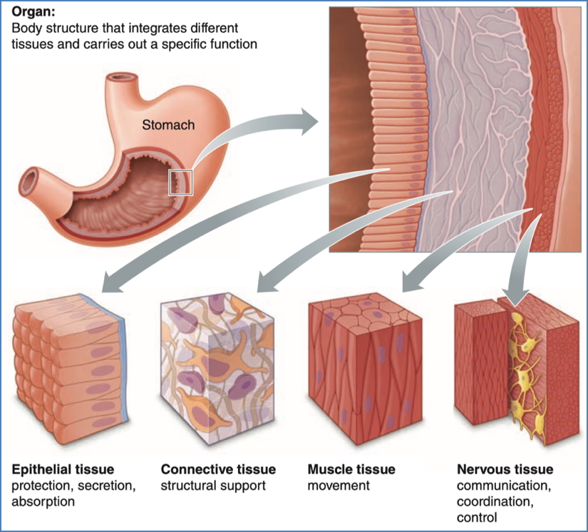5 levels of organization: 4. The Organ Level