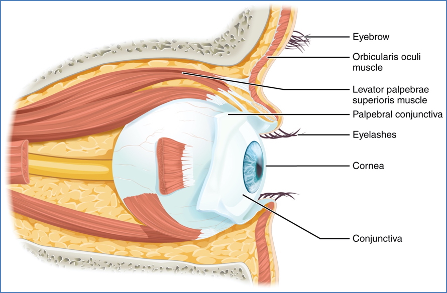 Vision - Accessory structures of the eye