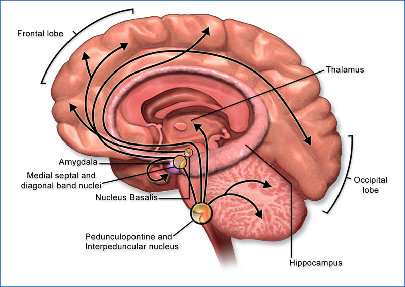 neurotransmitters - Acetylcholine
