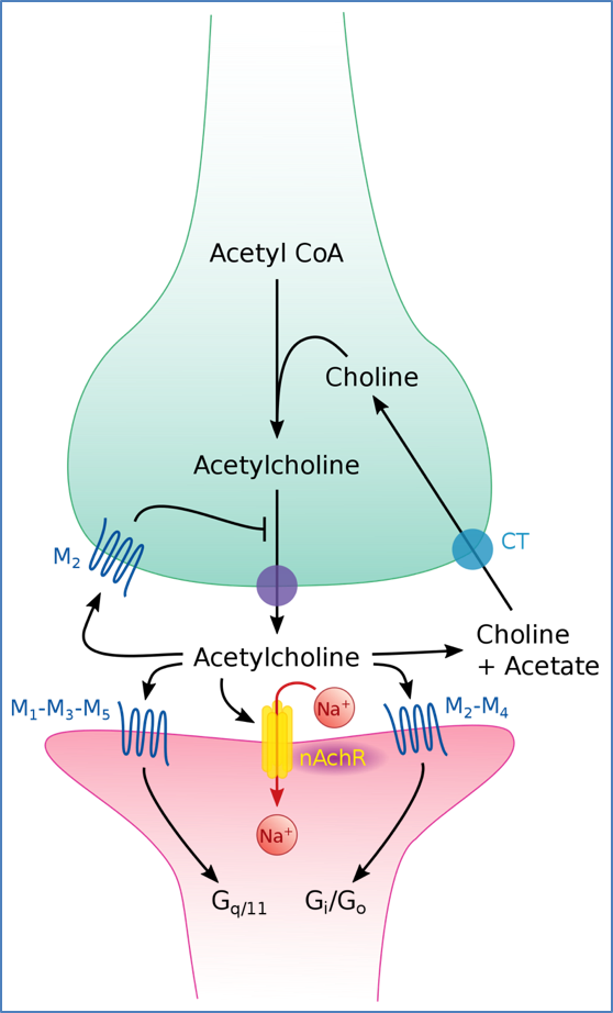 Acetylcholine neurotransmission