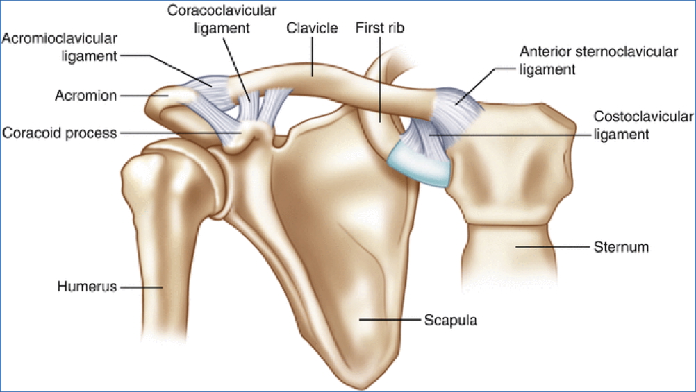 AcromioClavicular Joint