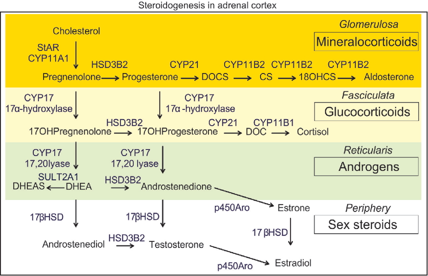 Adrenocortical Hormones