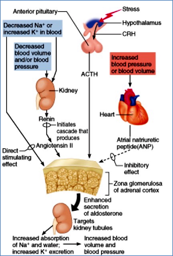 Aldosterone