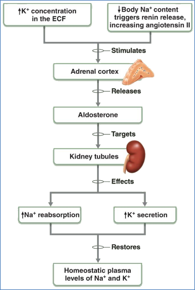 Electrolyte Balance - Aldosterone 
