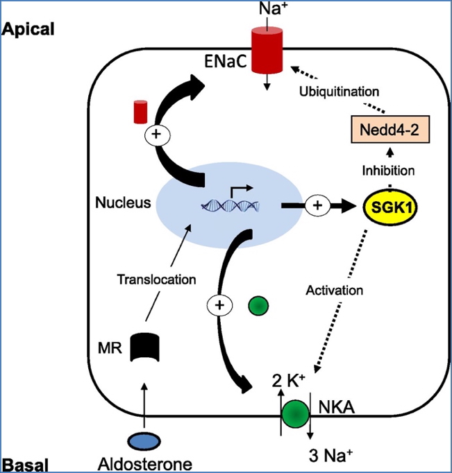 Aldosterone Action