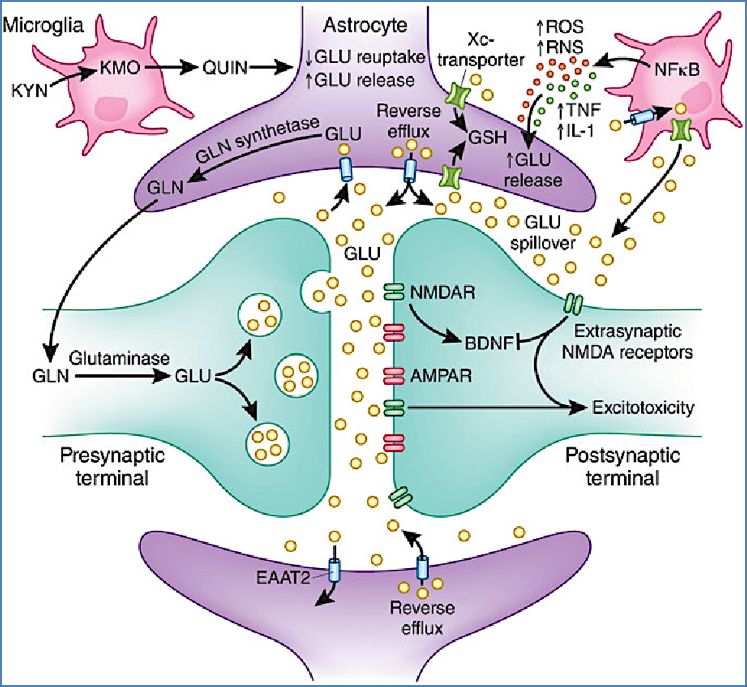 Amino acid neurotransmitters - glutamate