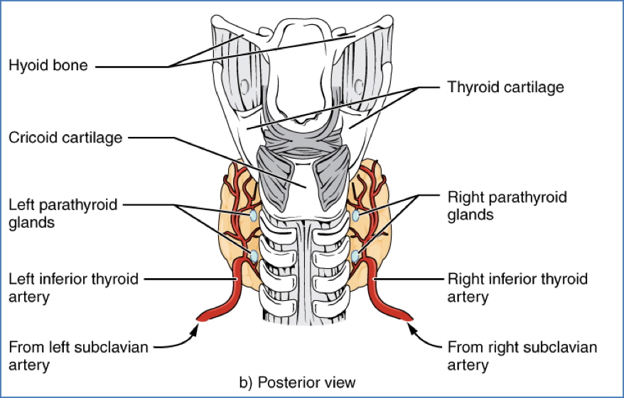 Anatomy of Thyroid Gland
