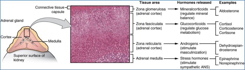 Anatomy of the Adrenal Glands