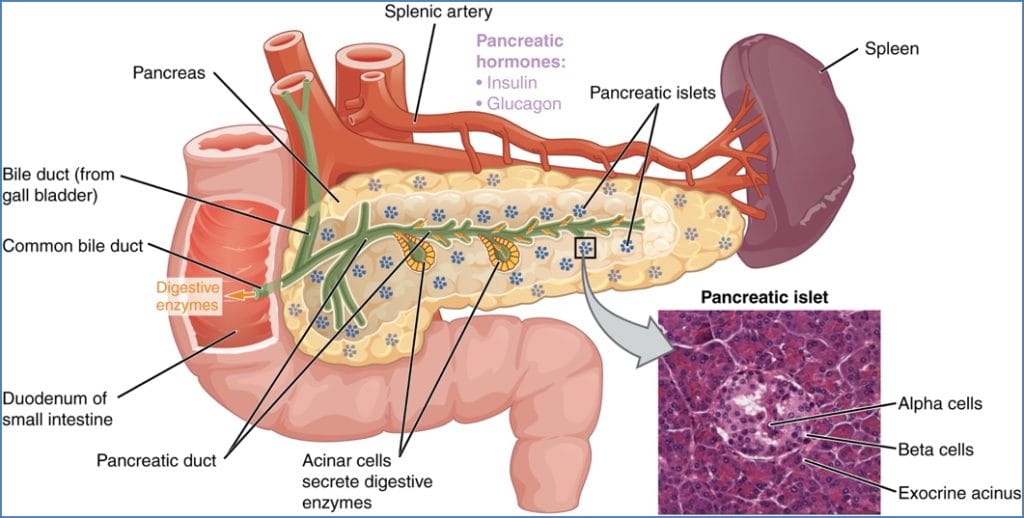 Anatomy of the Pancreas